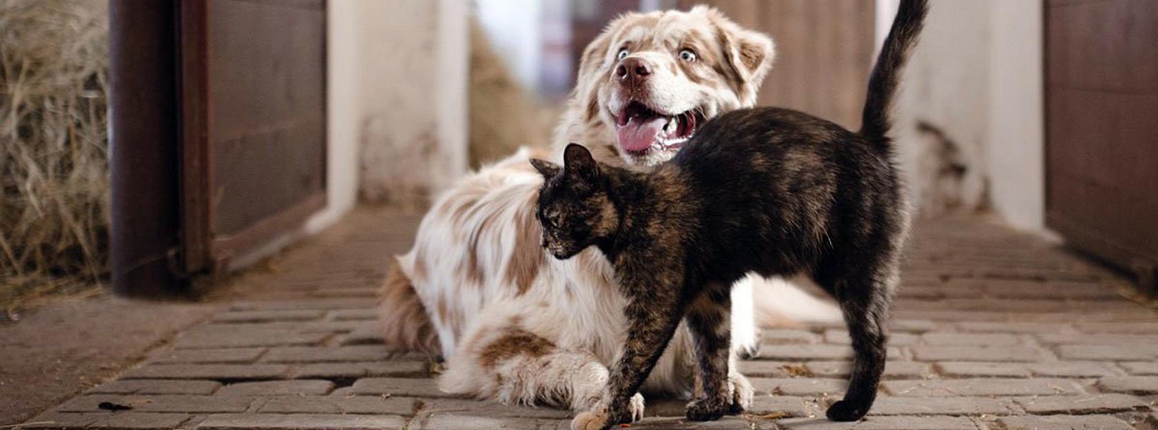 Grad Kutina sufinancira troškove sterilizacije i kastracije pasa i mačaka