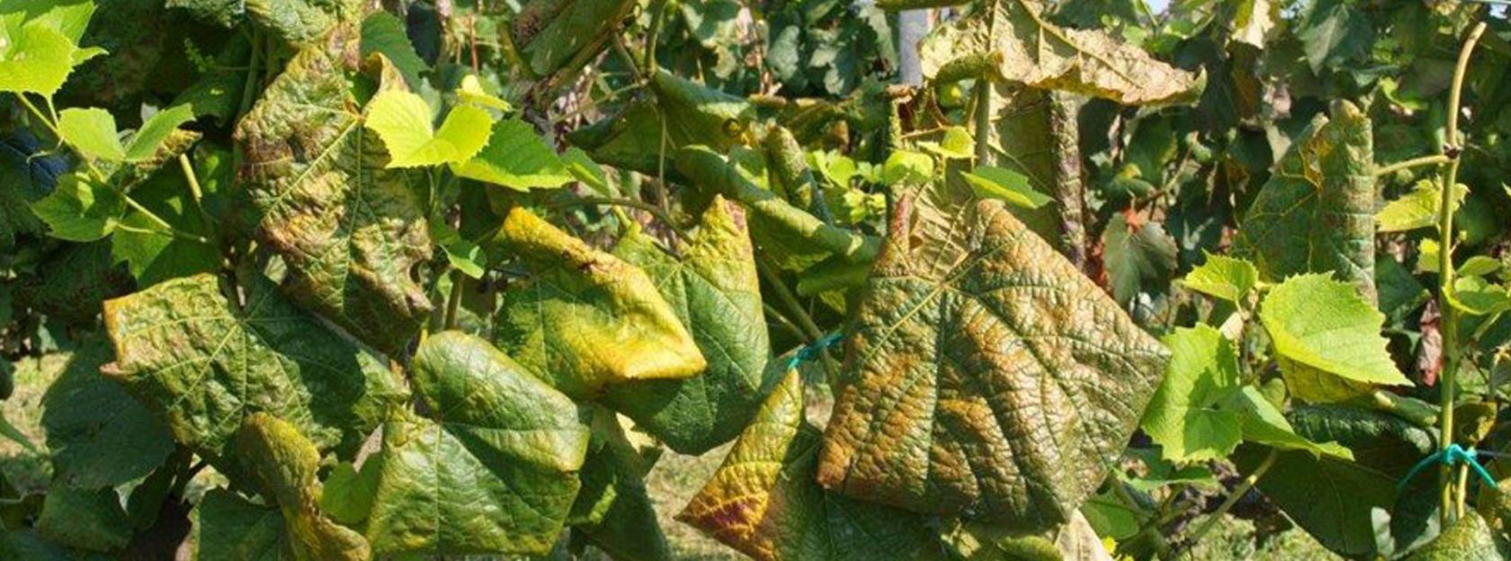 Prijavite svoje zapuštene ili zaražene vinograde